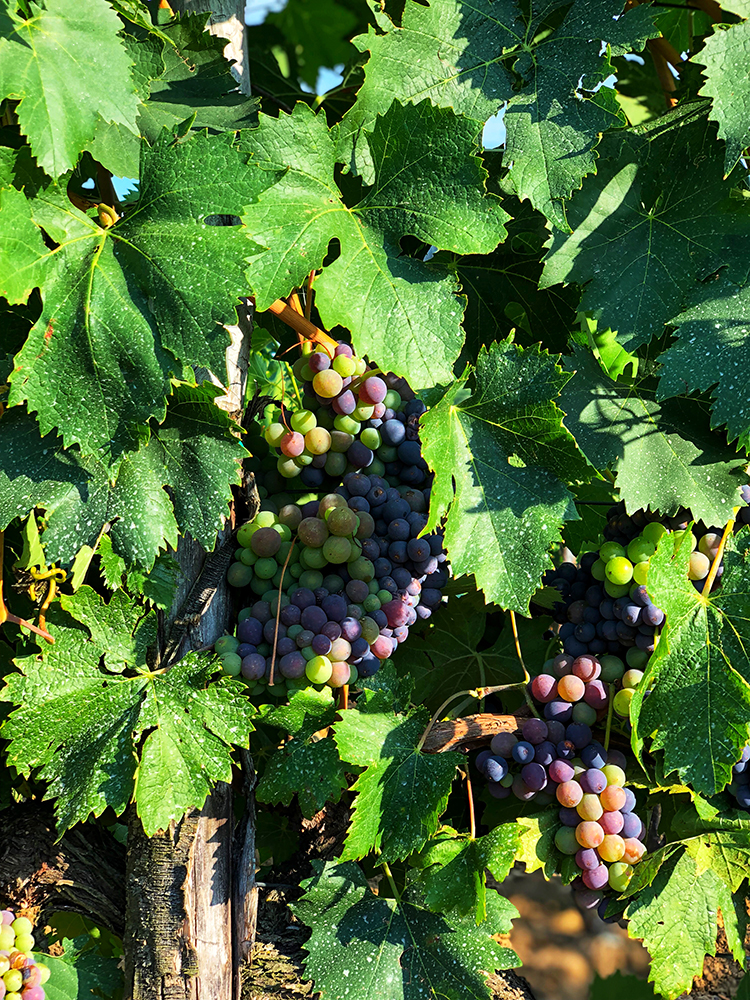 Grape Vineyard in Tuscany