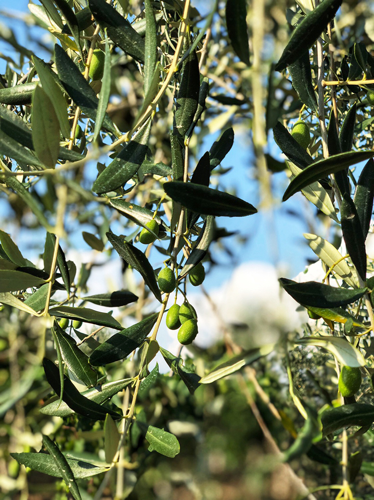 Olives on Tree in Tuscany