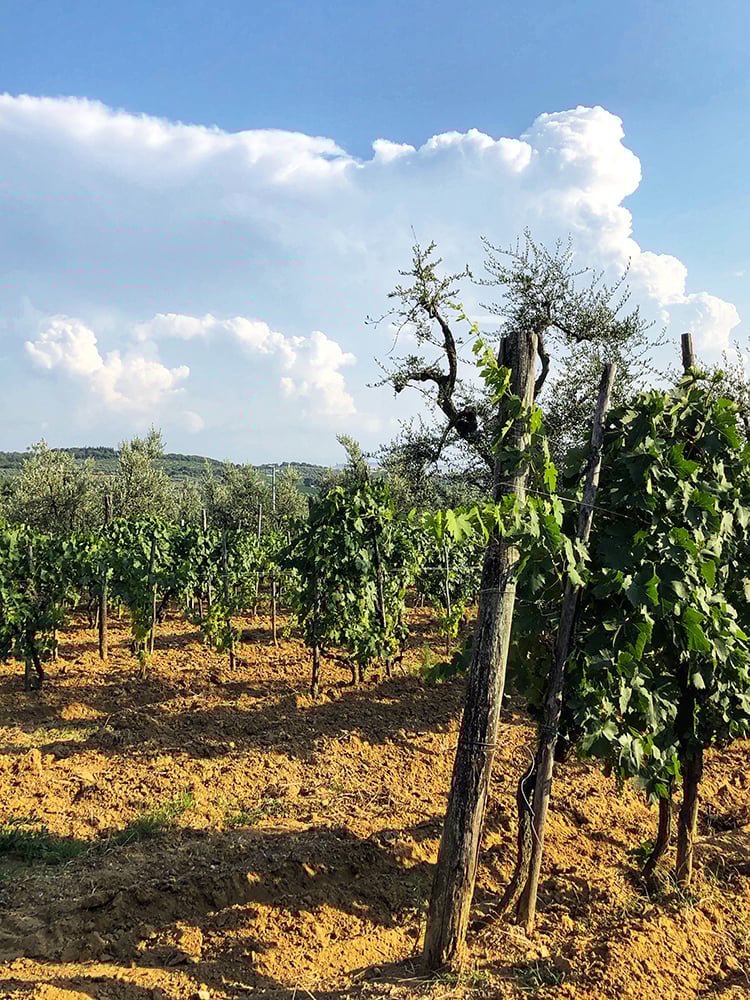 Tuscan Vineyard at Le Trosce