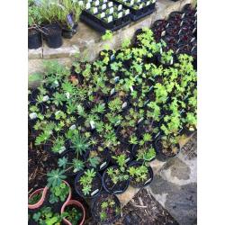 Perennial and alpine plants