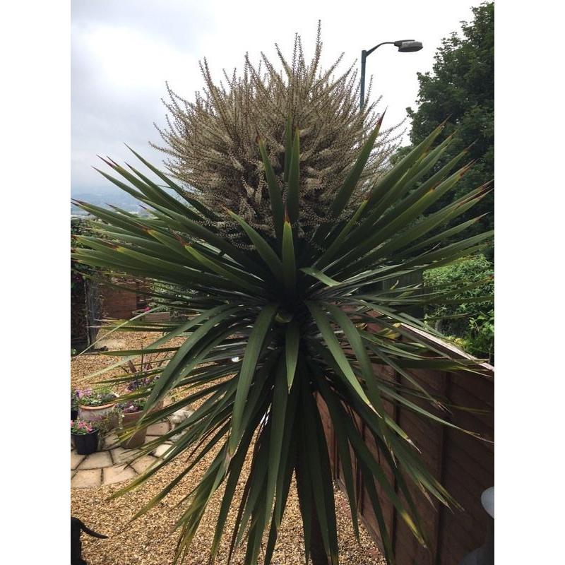 Cordyline Australis - 8.5 feet high 8years old - well established with a hive of bee activity